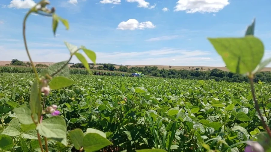 Lavoura de feijão irrigado em Tupanciretã/RS | Foto: Cleuza Brutti/Emater/RS-Ascar Lavoura de feijão irrigado em Tupanciretã/RS | Foto: Cleuza Brutti/Emater/RS-Ascar