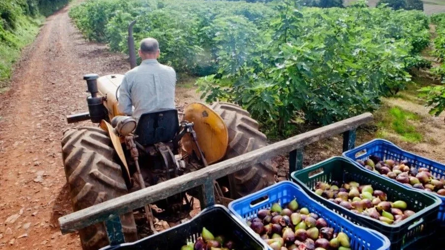 Programa de Apoio à Agricultura Familiar e Camponesa beneficiará 24 cooperativas | Foto: Divulgação RS Programa de Apoio à Agricultura Familiar e Camponesa beneficiará 24 cooperativas | Foto: Divulgação RS