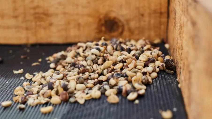 Detectaram matérias estranhas e impurezas acima dos limites previstos em norma, o que levou à desclassificação e ao recolhimento dos lotes afetados | Foto: MAPA/Divulgação Detectaram matérias estranhas e impurezas acima dos limites previstos em norma, o que levou à desclassificação e ao recolhimento dos lotes afetados | Foto: MAPA/Divulgação