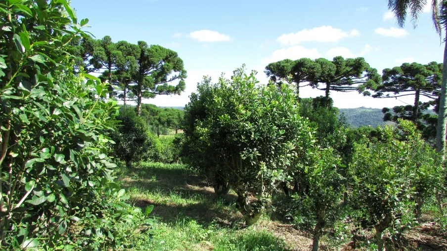 Plano tem como objetivo fortalecer e desenvolver todos os elos da cadeia produtiva da erva-mate | Foto: Tiago Fick/Divulgação Plano tem como objetivo fortalecer e desenvolver todos os elos da cadeia produtiva da erva-mate | Foto: Tiago Fick/Divulgação