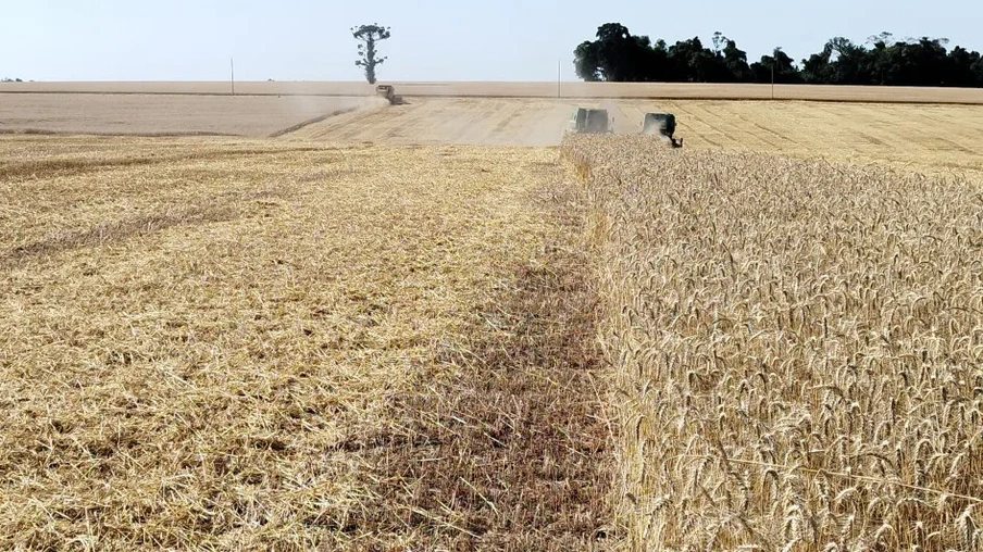 A produtividade média final, estimada pela Emater/RS-Ascar, é de 3.012 kg/ha, valor semelhante à projeção inicial, realizada no período de semeadura (2.997 kg/ha) | Foto: José Schafer/Emater/RS-Ascar Santa Rosa A produtividade média final, estimada pela Emater/RS-Ascar, é de 3.012 kg/ha, valor semelhante à projeção inicial, realizada no período de semeadura (2.997 kg/ha) | Foto: José Schafer/Emater/RS-Ascar Santa Rosa