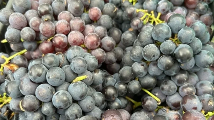 Safra de uva 2025/2026 no RS deve superar média histórica | Foto: Divulgação Emater/RS-Ascar
Safra de uva 2025/2026 no RS deve superar média histórica | Foto: Divulgação Emater/RS-Ascar