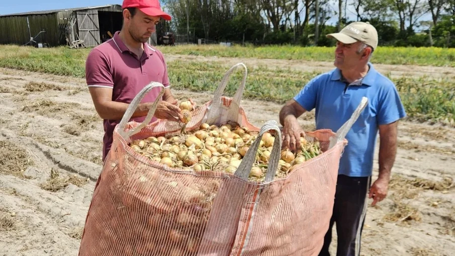A safra 2025/2026 destaca-se como uma das melhores dos últimos anos em relação à qualidade e produtividade dos cultivos | Foto: Divulgação Emater/RS-Ascar A safra 2025/2026 destaca-se como uma das melhores dos últimos anos em relação à qualidade e produtividade dos cultivos | Foto: Divulgação Emater/RS-Ascar