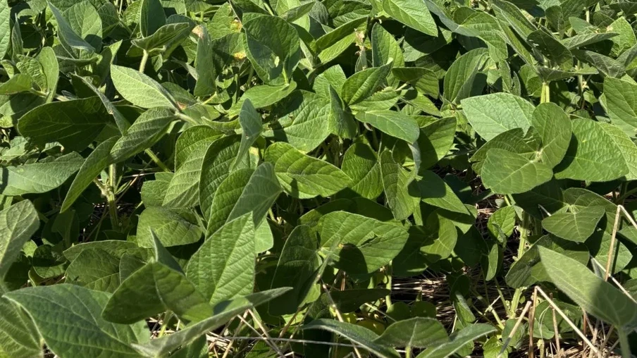 As condições ambientais têm favorecido o desenvolvimento da cultura | Foto: Tássia Becker Alexandre/ Emater/RS-Ascar
As condições ambientais têm favorecido o desenvolvimento da cultura | Foto: Tássia Becker Alexandre/ Emater/RS-Ascar
