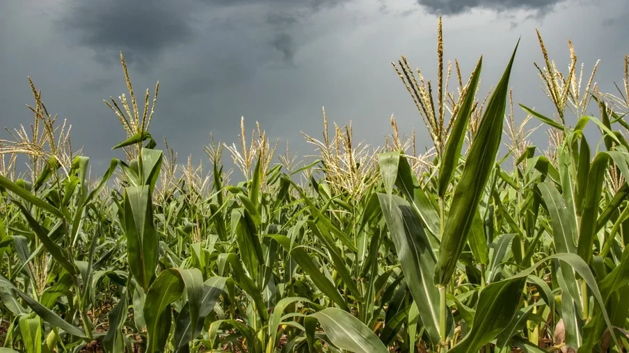 A área semeada no Estado chega a 85%, e a maior parte dos cultivos se encontra em enchimento de grãos | Foto: Fernando Dias/Ascom Seapi A área semeada no Estado chega a 85%, e a maior parte dos cultivos se encontra em enchimento de grãos | Foto: Fernando Dias/Ascom Seapi