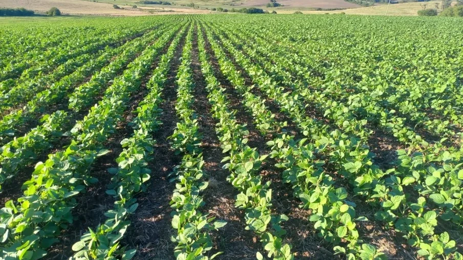 Lavoura de soja no município de Hulha Negra | Foto: Eduardo Ebert/Emater/RS-Ascar Lavoura de soja no município de Hulha Negra | Foto: Eduardo Ebert/Emater/RS-Ascar