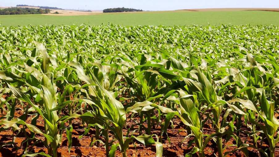 A colheita iniciou de forma pontual e deve se intensificar nas próximas semanas | Foto: Jaelson Lucas/Divulgação A colheita iniciou de forma pontual e deve se intensificar nas próximas semanas | Foto: Jaelson Lucas/Divulgação