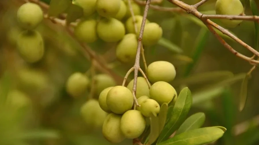 Abertura oficial da colheita da oliva no RS será em abril | Foto: Fernando Dias/Ascom Seapi Abertura oficial da colheita da oliva no RS será em abril | Foto: Fernando Dias/Ascom Seapi