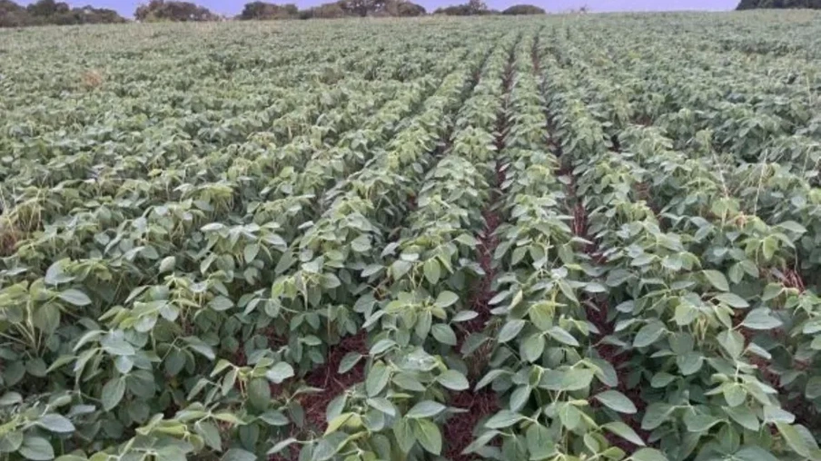 Para a Safra 2025/2026 no Rio Grande do Sul, a Emater/RS-Ascar indica área cultivada de 6.742.236 hectares | Foto: Emater/RS-Ascar/Divulgação Para a Safra 2025/2026 no Rio Grande do Sul, a Emater/RS-Ascar indica área cultivada de 6.742.236 hectares | Foto: Emater/RS-Ascar/Divulgação