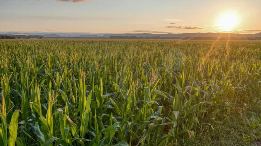 | Foto: Mapa/Dviulgação | Foto: Mapa/Dviulgação
