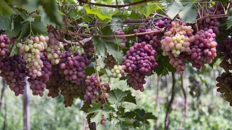 As temperaturas médias do ar em fevereiro ficaram entre 18 e 28°C na maior parte do Rio Grande do Sul | Foto: Fernando Dias/ Seapi As temperaturas médias do ar em fevereiro ficaram entre 18 e 28°C na maior parte do Rio Grande do Sul | Foto: Fernando Dias/ Seapi