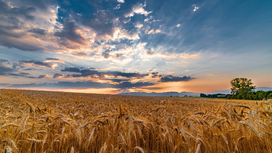 Campo de trigo pronto para a colheita sob um céu azul.
