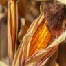 A colheita da safra de verão de milho já passou de 46,4% da área nacional | Foto: Divulgação