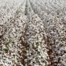 BASF vai apresentar lançamento da marca de sementes de algodão no Show Safra