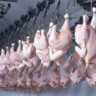 Foto de frigorífico com frangos pendurados em suportes.