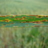 Foto de folha verde com sintomas de mancha marrom em planta adulta de trigo.
