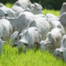 Foto de gado branco em pasto.