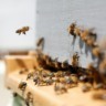 Foto de abelhas ao redor de apiário.