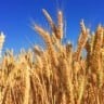 Foto de lavoura de trigo sob céu azul.