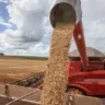 Em relação ao feijão carioca, as compras também recuaram na maioria das praças, refletindo a qualidade inferior dos lotes e a menor demanda | Foto: CNA Brasil/Divulgação Em relação ao feijão carioca, as compras também recuaram na maioria das praças, refletindo a qualidade inferior dos lotes e a menor demanda | Foto: CNA Brasil/Divulgação