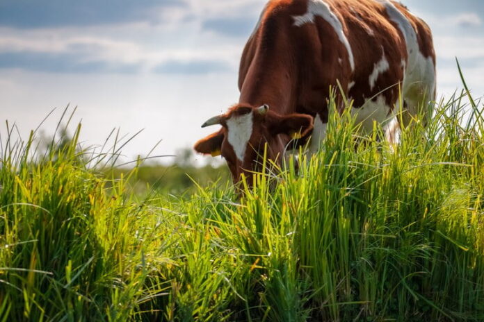 A foto mostra uma vaca no pasto