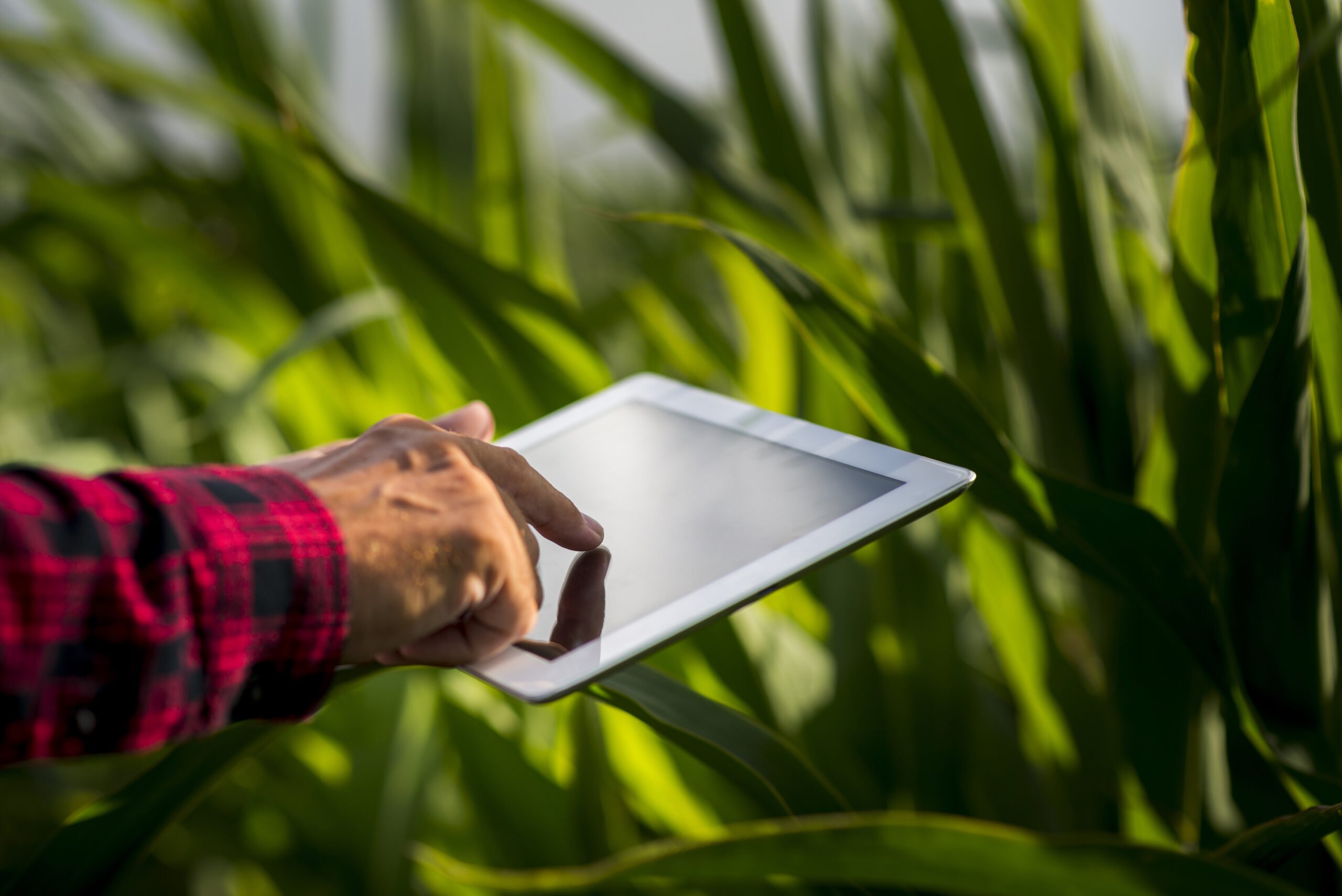 Foto de mão tocando em tablet em meio a uma lavoura.