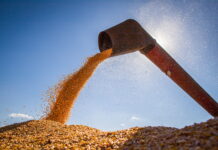Foto de grãos de milho sendo despejados após colheita.