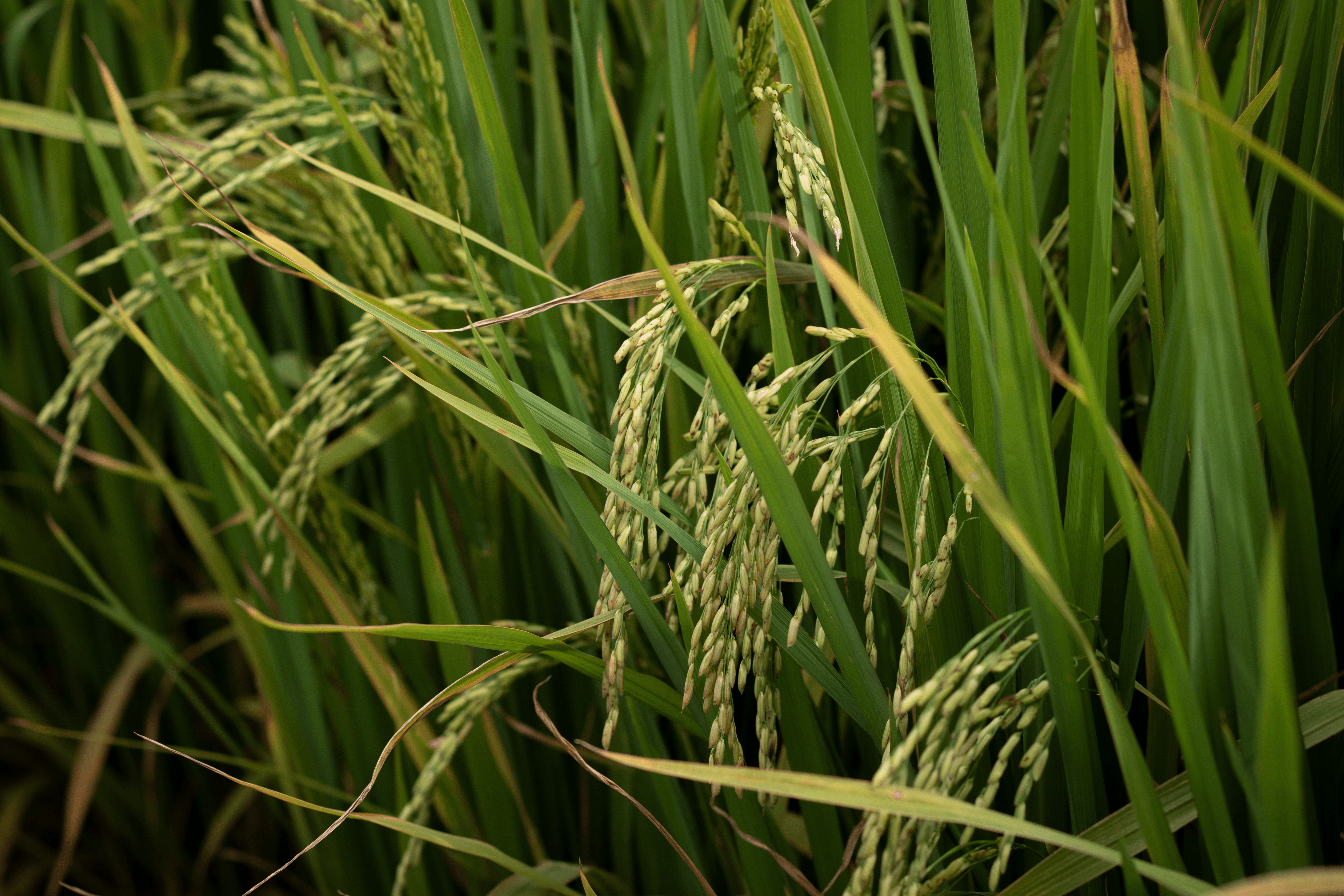 Foto de espigas de arroz em lavoura.