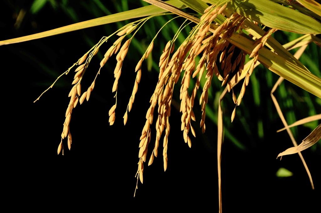 Foto de espiga de arroz.